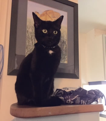 Black female cat missing from Quill Lane area in West Putney